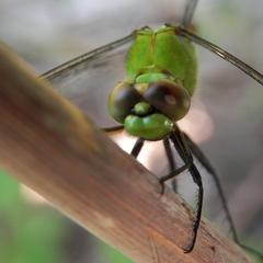 Female Eastern Pondhawk dragonfly