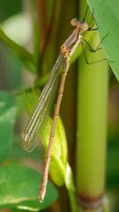 Elegant Spreadwing (Lestes inaequalis) at Big Creek National Wildlife Area