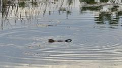 Muskrat Ondatra zibethicus at Big Creek National Wildlife Area