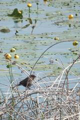 Female red-winged blackbird perched on a reed