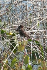 Female red-winged blackbird perched on a branch