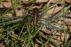 Dot-tailed Whiteface dragonfly on a leaf