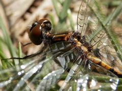 Dot-tailed Whiteface dragonfly on a leaf