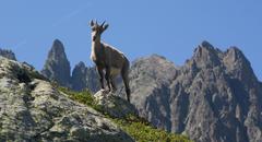 young ibex in Aiguilles Rouges