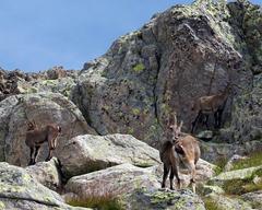 Alpine Ibex in Réserve naturelle nationale des Aiguilles Rouges