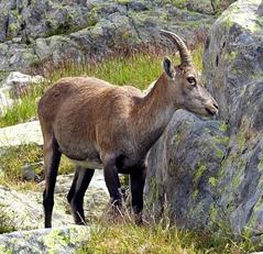 Alpine Ibex in Réserve naturelle nationale des Aiguilles Rouges