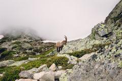 Ibex in the Aiguilles Rouges