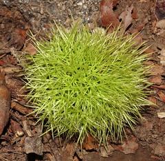 Castanea sativa fruit in green spiky ball