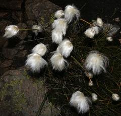 Cotton-grass in the wild