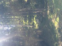 Dense forest in the Aiguille Rouge massif