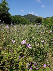 View of blooming Malva flowers along the Sentiero del Ferro di Cavallo trail in Parco Regionale dei Colli Euganei