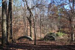 Cascade Springs Nature Preserve in Atlanta with lush greenery and a wooden boardwalk