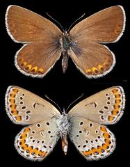 Plebejus argyrognomon butterfly female