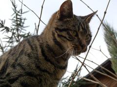 Tabby cat lying on the ground