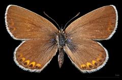 Plebejus argyrognomon dorsal view