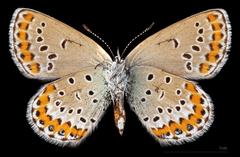 Plebejus argyrognomon ventral side view