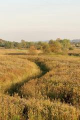 Sidzinka stream among the meadows in Kraków