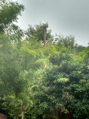 Flora in Telangana