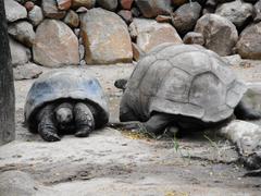 Indian tortoise at Nehru Zoological Park