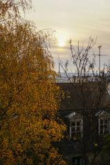 view of Eiffel Tower from Square Nadar framed by an autumn tree