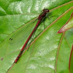 A large red damselfly perched on a leaf