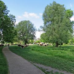 A spring morning on Stourbridge Common