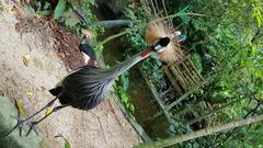 bird at Sunway Lagoon Wild Park in Malaysia