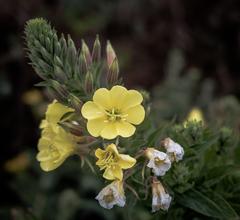 Unidentified Onagraceae flowers at Sutro Baths in San Francisco