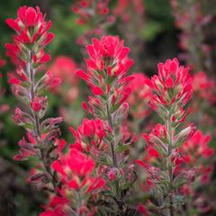 Red flowers at Sutro Baths, San Francisco