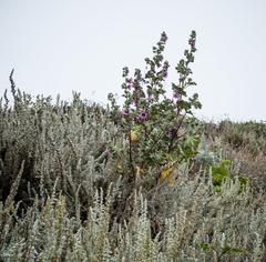 Coastal Scrub at Sutro Baths in San Francisco