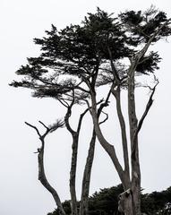 Cypress Trees at Sutro Baths in San Francisco