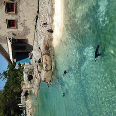 Penguin Coast Exhibit at the Maryland Zoo in Baltimore