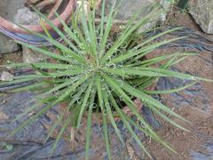 Agave schidigera plant with light green leaves and fine splitting threads at the margins