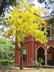 Cassia fistula tree with yellow flowers