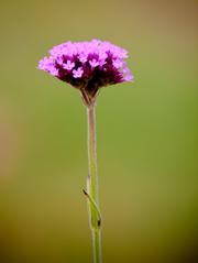 shallow depth of field example with a sharp foreground and blurred background