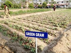 Experimental plot of green gram at Tamil Nadu Agricultural University