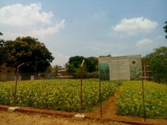 century-old TNAU agricultural plot with crops