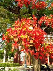 Ornamental plant with red and pink flowers in bloom