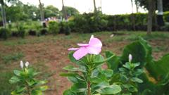 Nithya Kalyani plant with anti-cancerous properties at TNAU Coimbatore