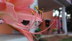 ornamental flower in TNAU