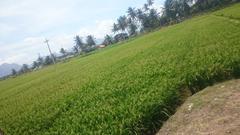 paddy field in TNAU