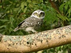 Spotted Owlet Athene brama brama at Tamil Nadu Agricultural University Campus