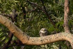 Spotted owlet perched on a branch