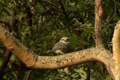 Spotted Owlet perched at Tamil Nadu Agricultural University