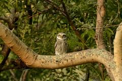 Spotted owlet (Athene brama) perched on a branch