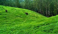 wild elephants grazing in Mattupetty grasslands