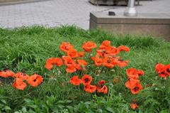 small garden at Canadian Tomb of the Unknown Soldier in Ottawa