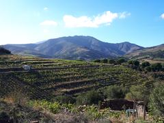 Tour Madeloc with vineyards in Cosprons, Port-Vendres, Pyrénées-Orientales