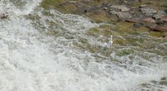 Grand Anicut, Kallanai ancient dam