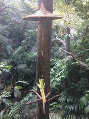 inside Edward Youde Aviary in Hong Kong Park